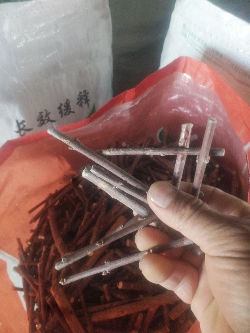新品种丝棉木，金叶卫矛接穗，花叶卫矛接穗，开始预订。