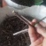 新品种丝棉木，金叶卫矛接穗，花叶卫矛接穗，开始预订。