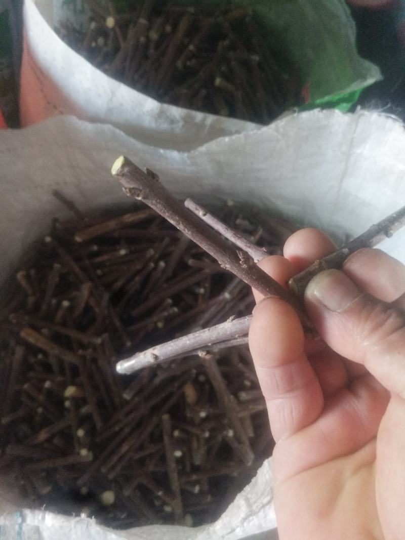 新品种丝棉木，金叶卫矛接穗，花叶卫矛接穗，开始预订。