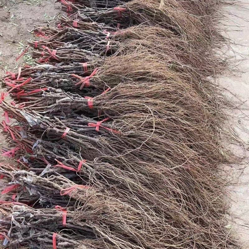 中国红玫瑰葡萄苗精品苗大量上市欢迎咨询采购