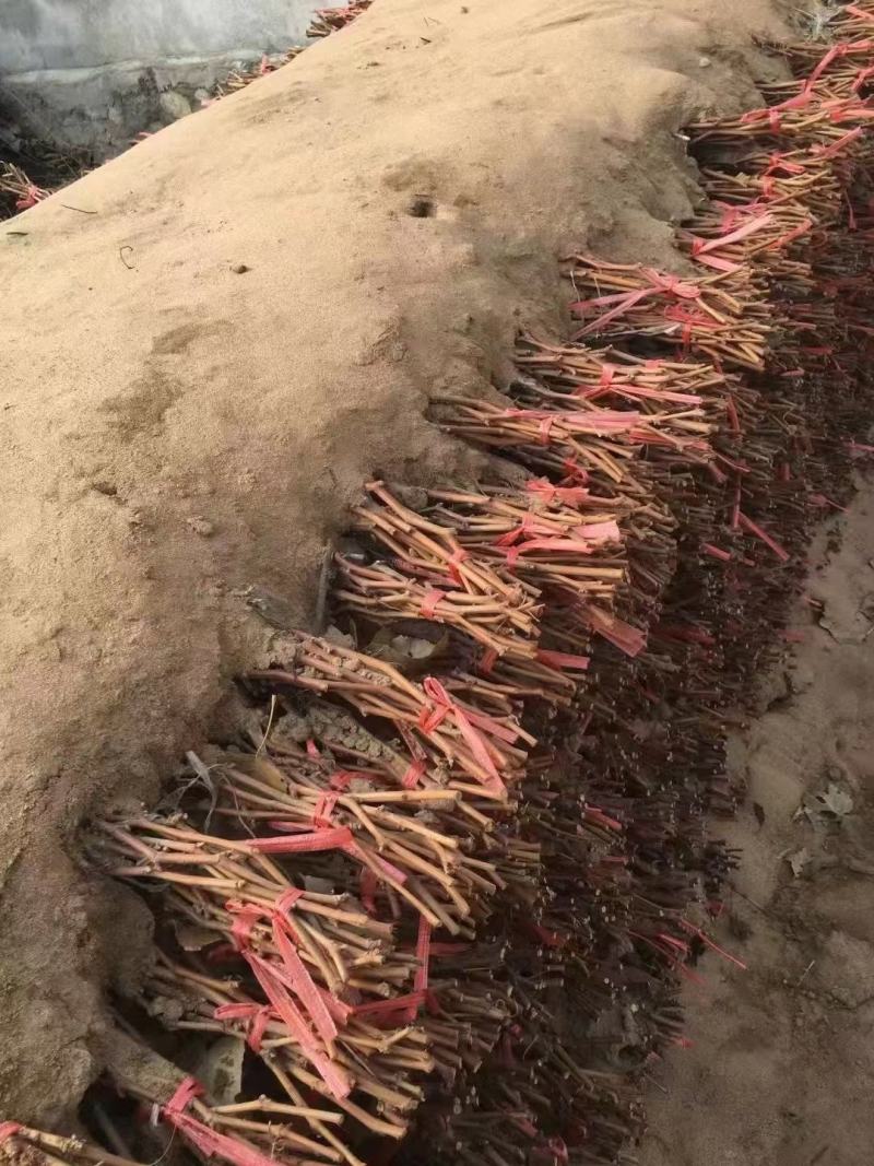 中国红玫瑰葡萄苗精品苗大量上市欢迎咨询采购