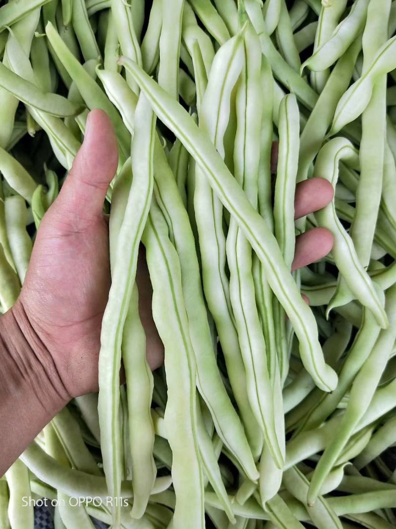 芸豆种子颜色白条子长，早熟产量高，肉厚白色，丰裕而饱满