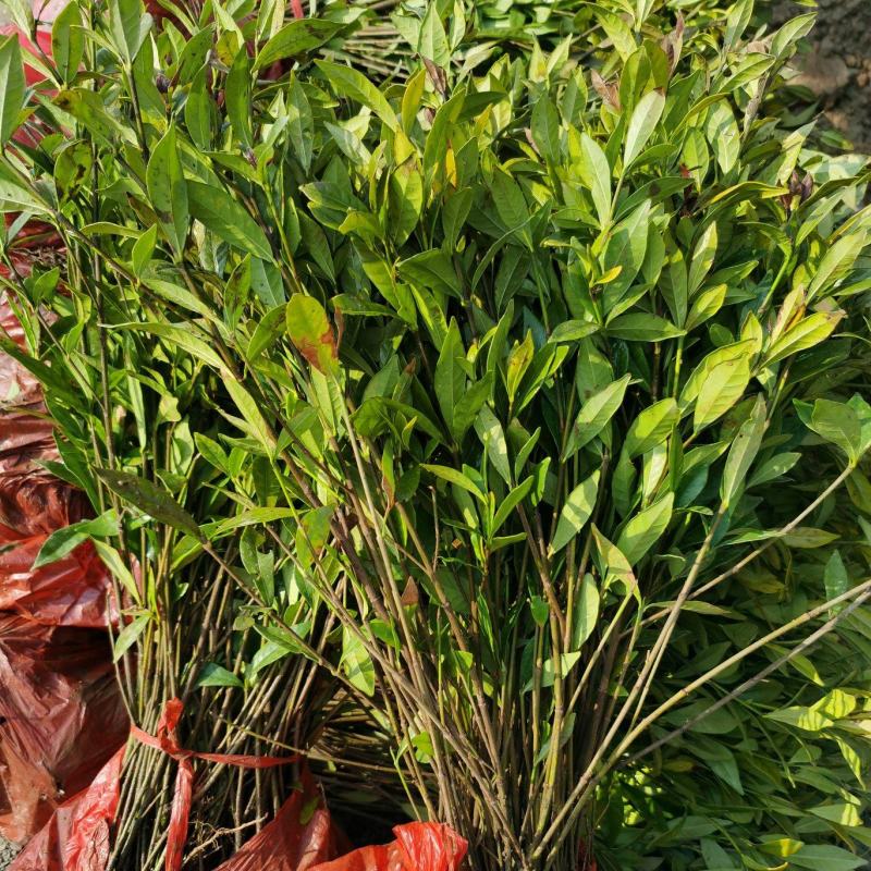 栀子花小苗1年生地苗部分带分枝农户自产自销量大价
