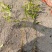 栀子花小苗1年生地苗部分带分枝农户自产自销量大价