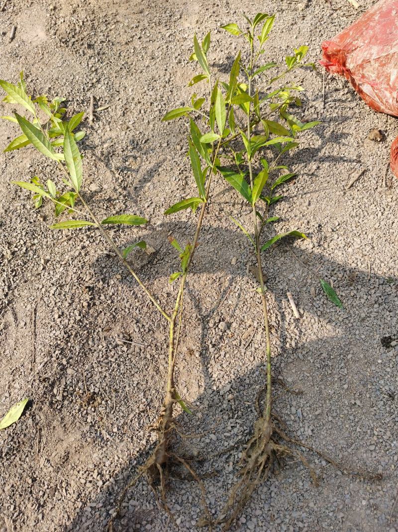 栀子花小苗1年生地苗部分带分枝农户自产自销量大价