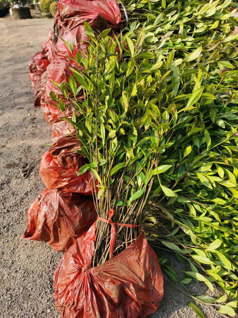 栀子花小苗1年生地苗部分带分枝农户自产自销量大价