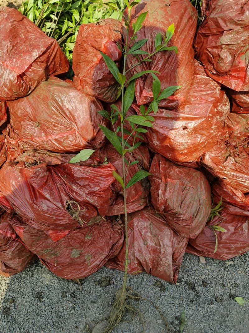 栀子花小苗1年生地苗部分带分枝农户自产自销量大价