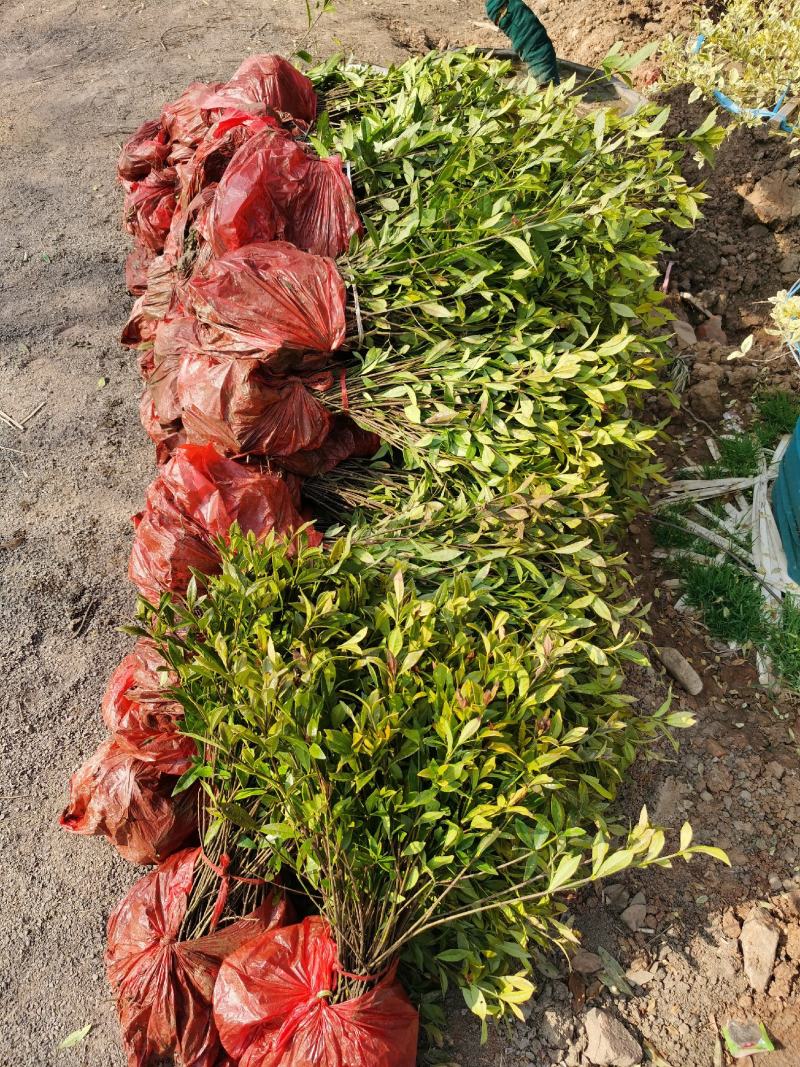 栀子花小苗1年生地苗部分带分枝农户自产自销量大价