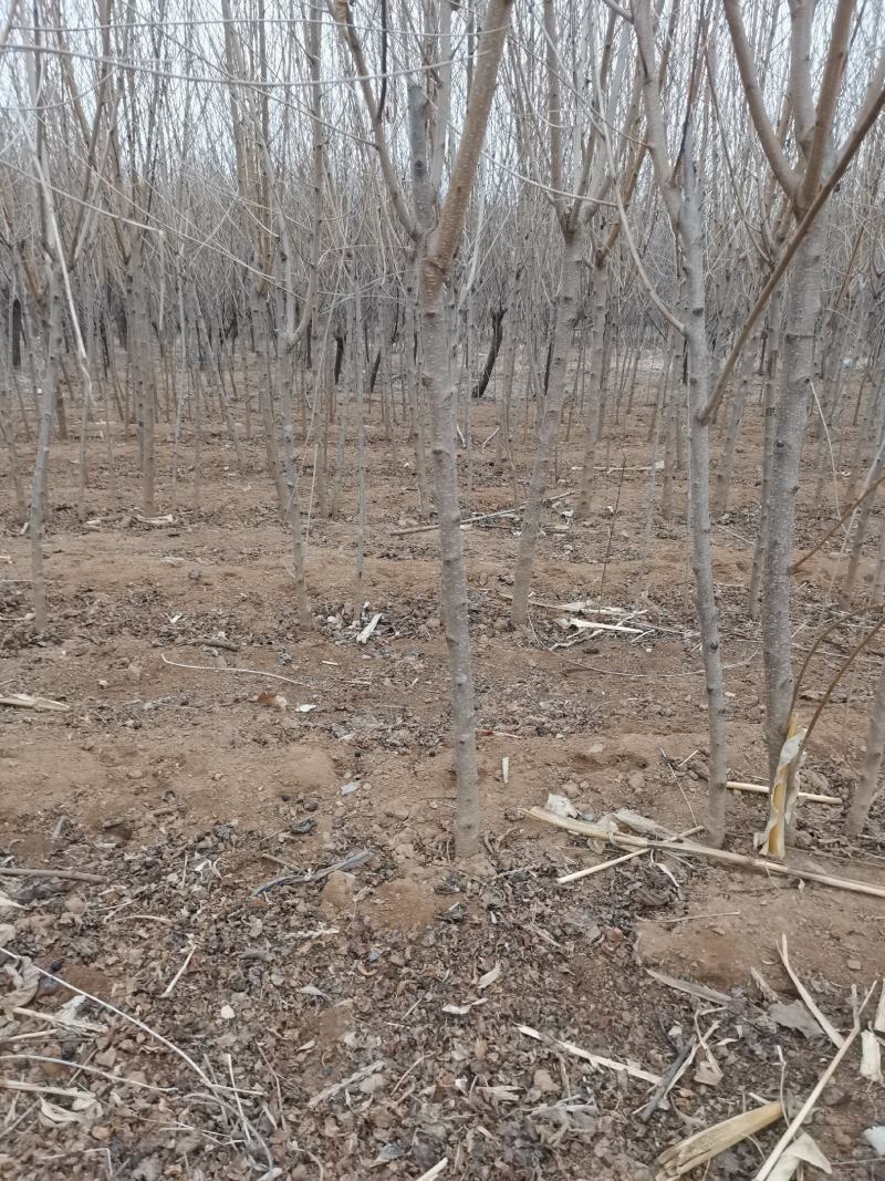 各种嫁接成品桃保证品种苗，品种齐全自家育苗