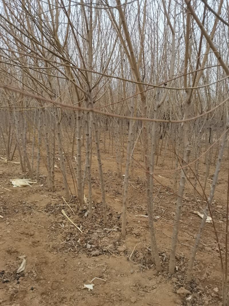 各种嫁接成品桃保证品种苗，品种齐全自家育苗