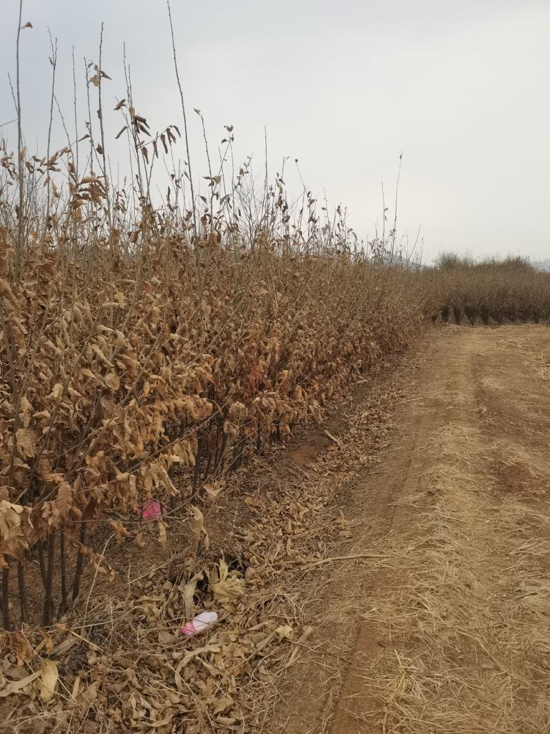 板栗苗自家苗圃量大优惠欢迎来品种齐全自家育苗