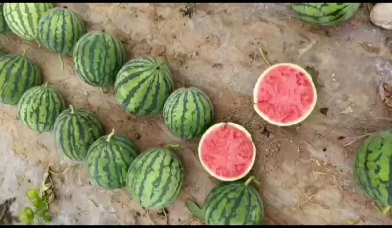 麒麟美都西瓜大量上市包熟包甜产地直供价格便宜