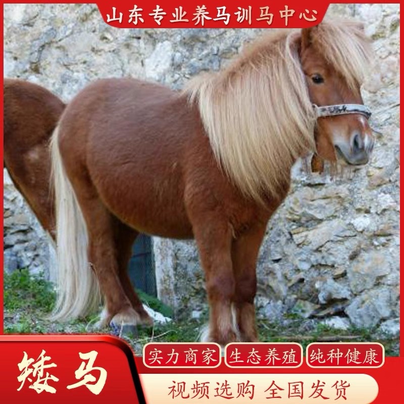 小矮马大马舍特兰德宝马