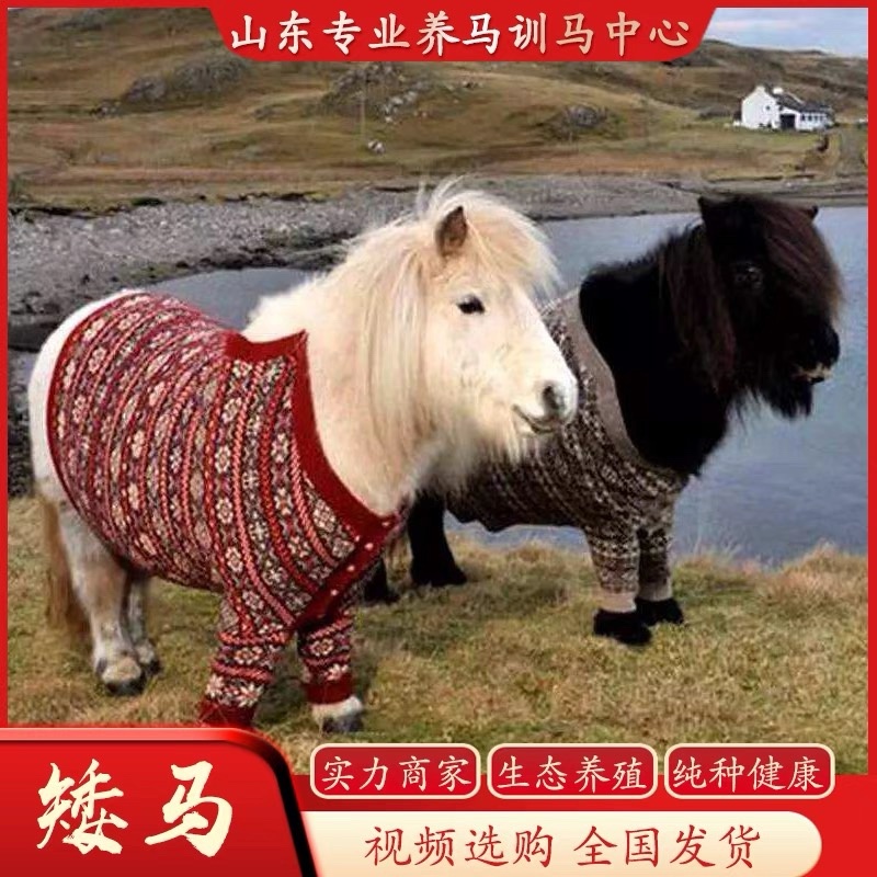小矮马大马舍特兰德宝马