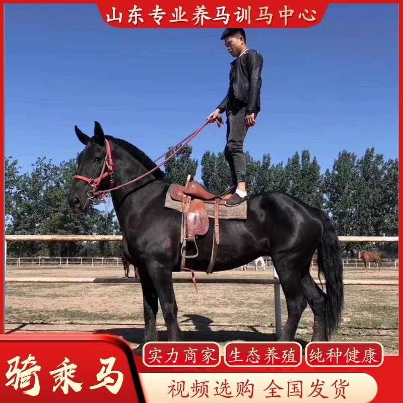 小矮马大马舍特兰德宝马