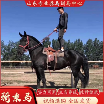 小矮马大马舍特兰德宝马