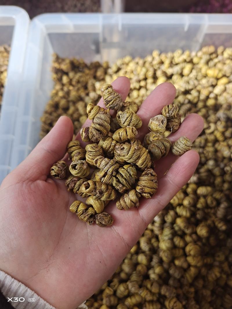 铁皮石斛石斛枫斗无硫上品货紫皮石斛铜皮石斛