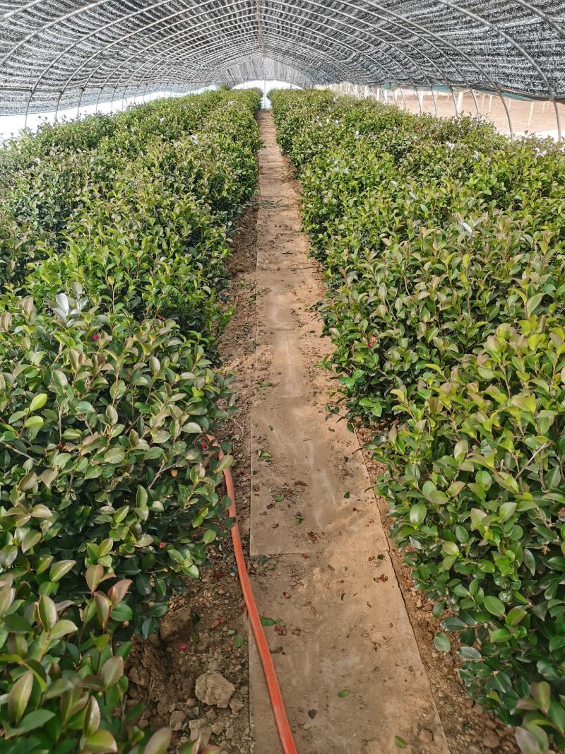 茶梅球80-100公分冠幅，四季常青，保证成活率