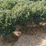茶梅球80-100公分冠幅，四季常青，保证成活率