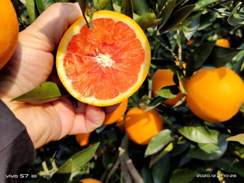 湖北秭归红橙果大皮薄口感好供应电商，市场，各大平台