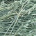 内蒙古优质燕麦草种植基地全国发货2026年全绿燕麦草
