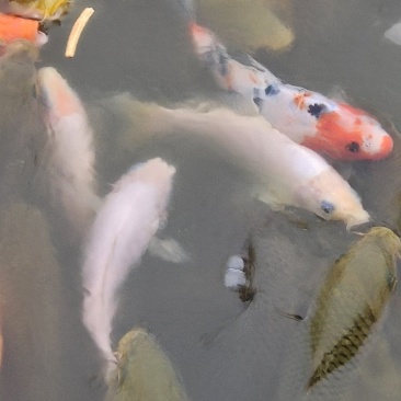 锦鲤，观赏鱼，有锦鲫，锦鲤，花色齐全，大小随意。个头齐全