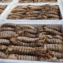 熟冻皮皮虾，口感鲜甜各种规格都有，一手货源，大量现货批发