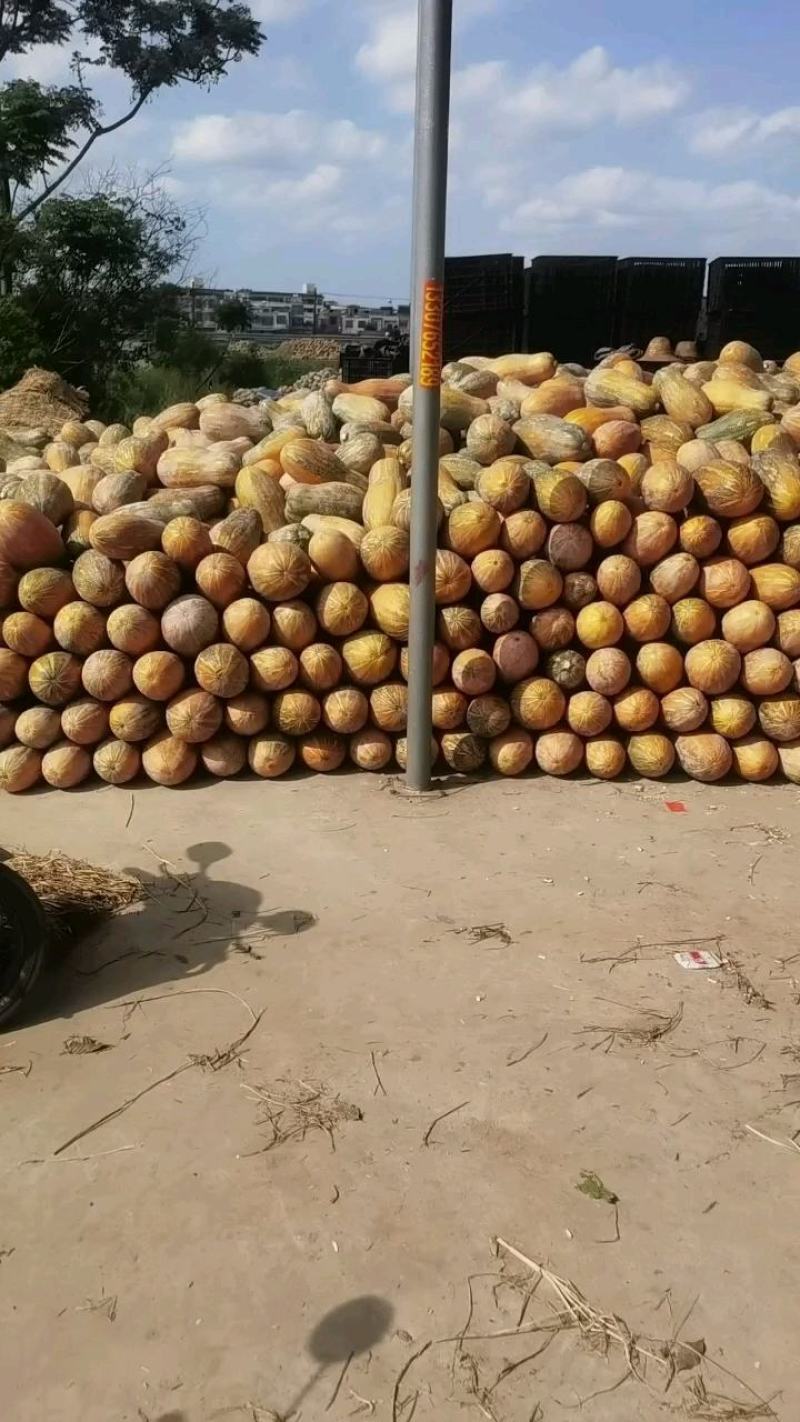 海南密本南瓜产地直销产地一手供应商海南一级代理商