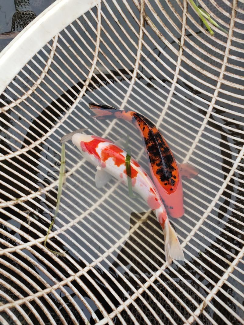 锦鲤，观赏鱼，有锦鲫，锦鲤，花色齐全，大小随意。个头齐全