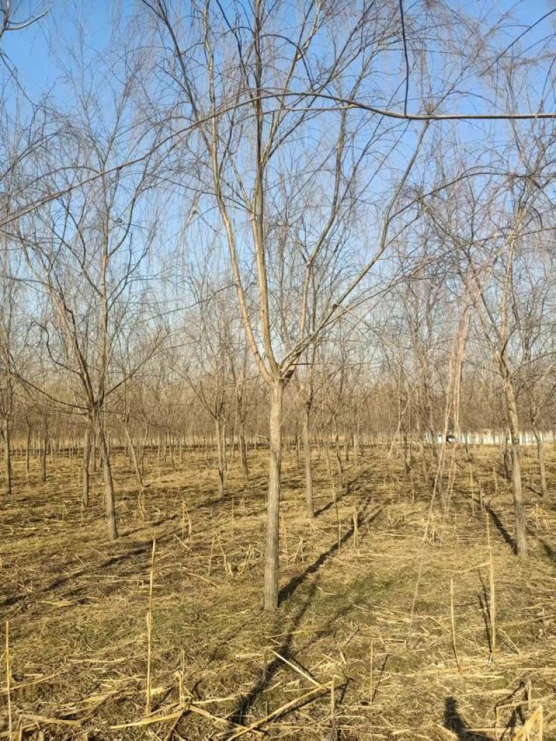 山东垂柳基地直供现挖现发好养耐活规格齐全品质保证