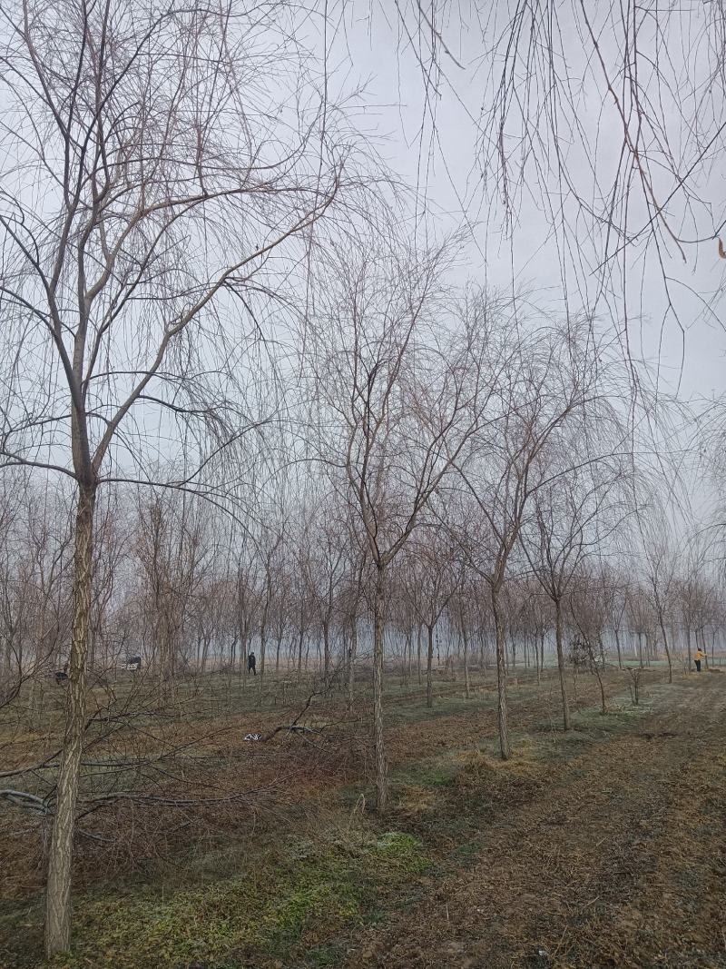 山东垂柳基地直供现挖现发好养耐活规格齐全品质保证