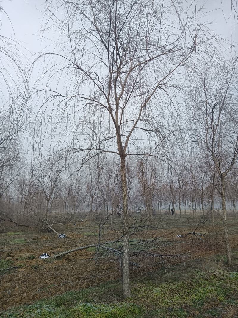 山东垂柳基地直供现挖现发好养耐活规格齐全品质保证