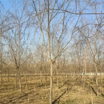 山东垂柳基地直供现挖现发好养耐活规格齐全品质保证