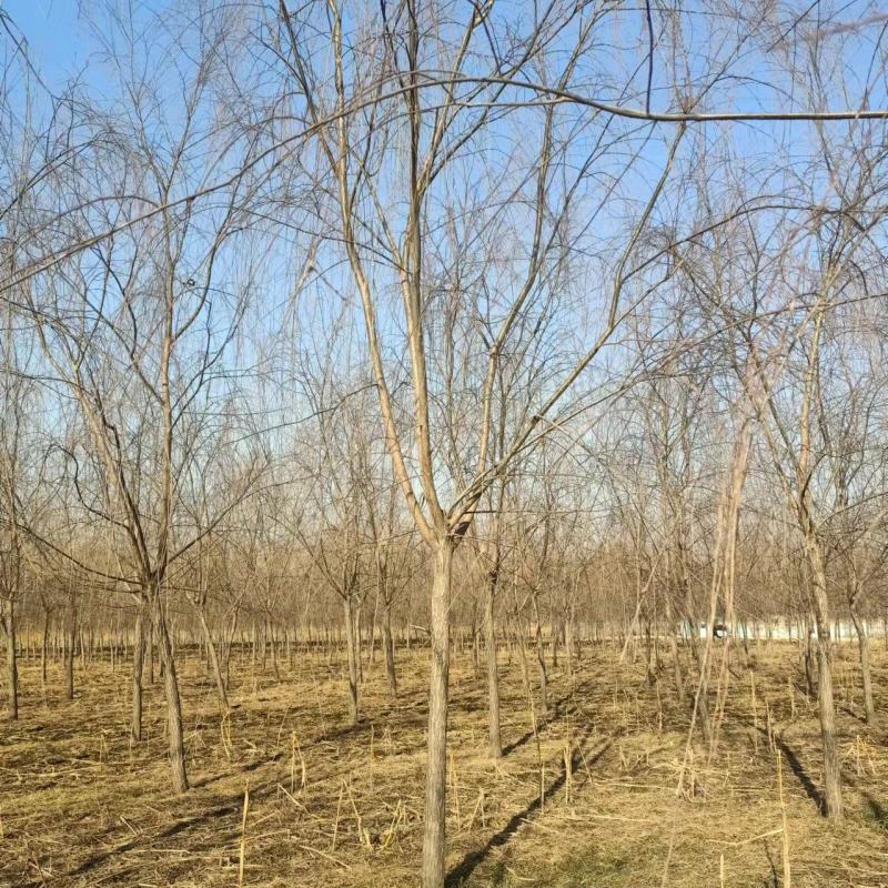 山东垂柳基地直供现挖现发好养耐活规格齐全品质保证