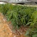 金煌芒果苗无纺布袋苗，自种自销，现货现发视频看货欢迎电联