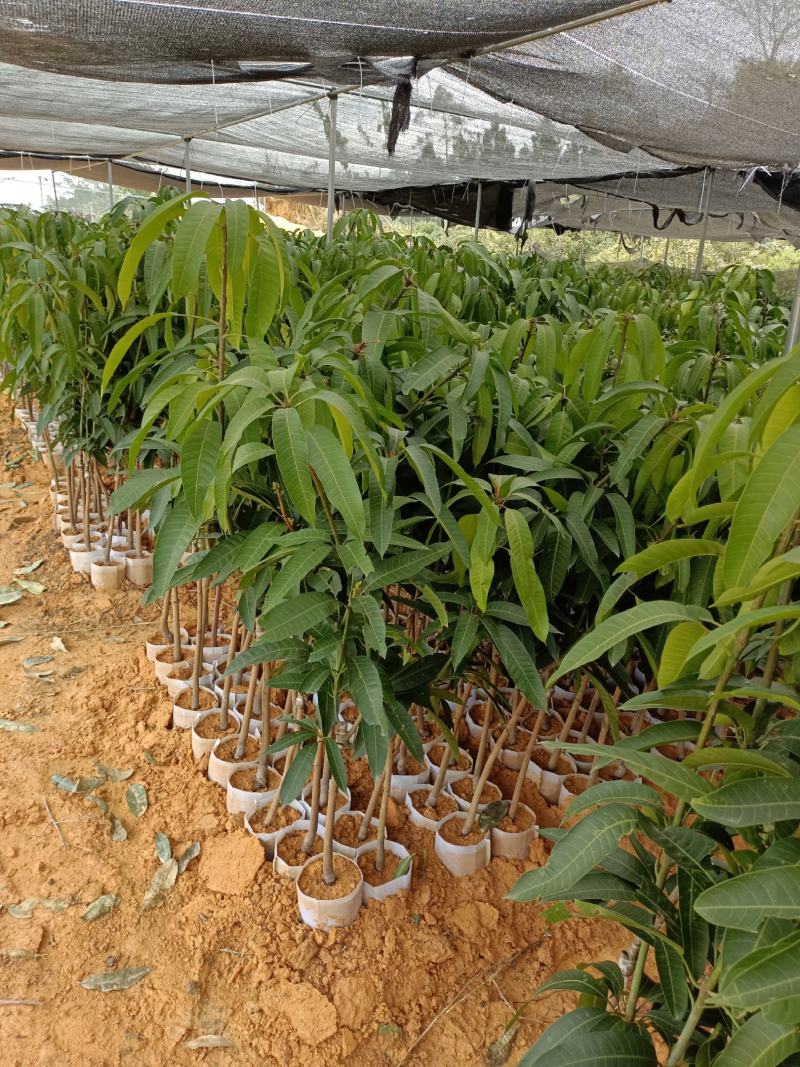 金煌芒果苗无纺布袋苗，自种自销，现货现发视频看货欢迎电联