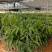 金煌芒果苗无纺布袋苗，自种自销，现货现发视频看货欢迎电联