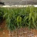 金煌芒果苗无纺布袋苗，自种自销，现货现发视频看货欢迎电联