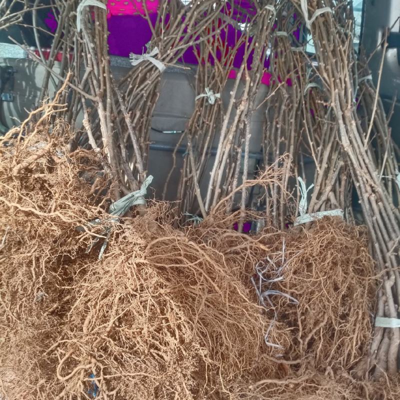 博山碧玉猕猴桃苗原泰山1号奇异果苗