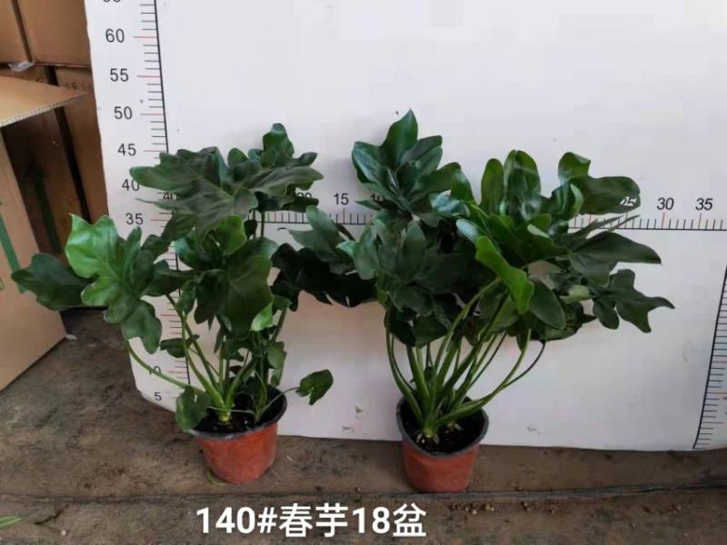 1个#春芋实物实拍图一箱18盆，基地直发发货标准参考如图