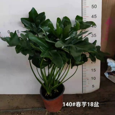1个#春芋实物实拍图一箱18盆，基地直发发货标准参考如图