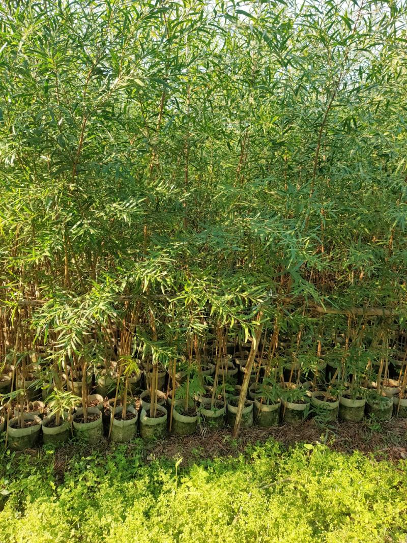 台湾相思30cm-1米多