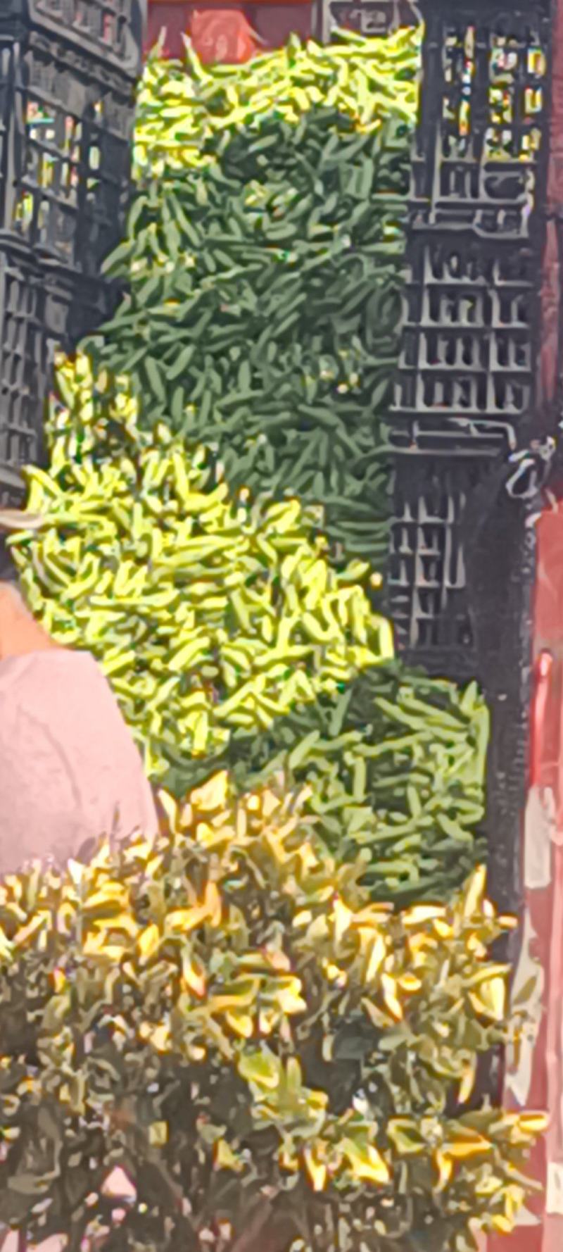 精品小胡豆