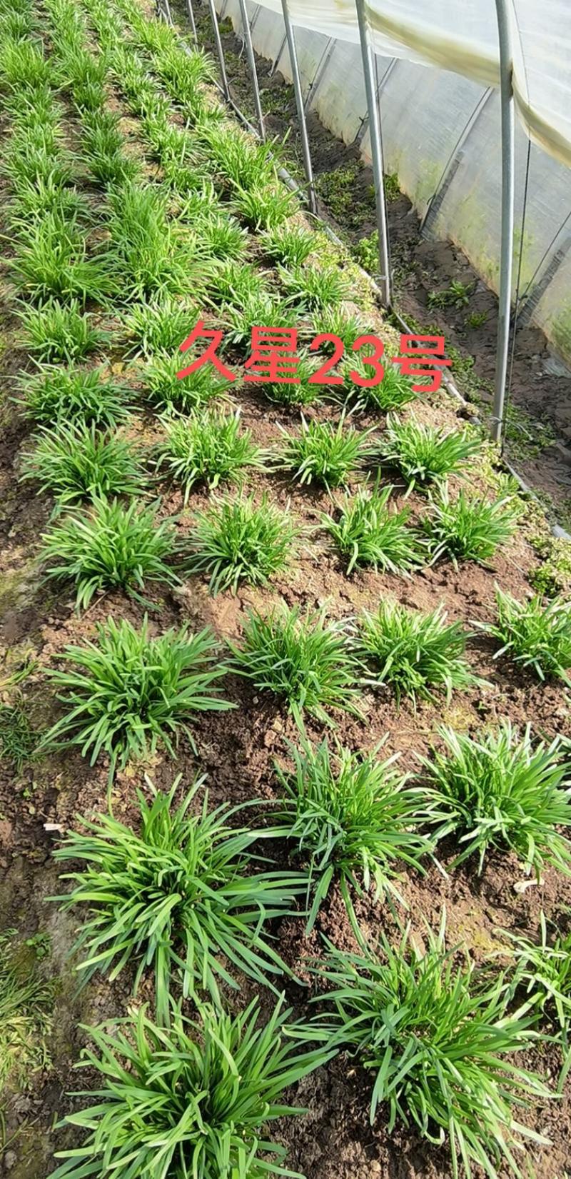 久星23号韭菜种子，杂交育种，休眠，直立性超强，生长特壮