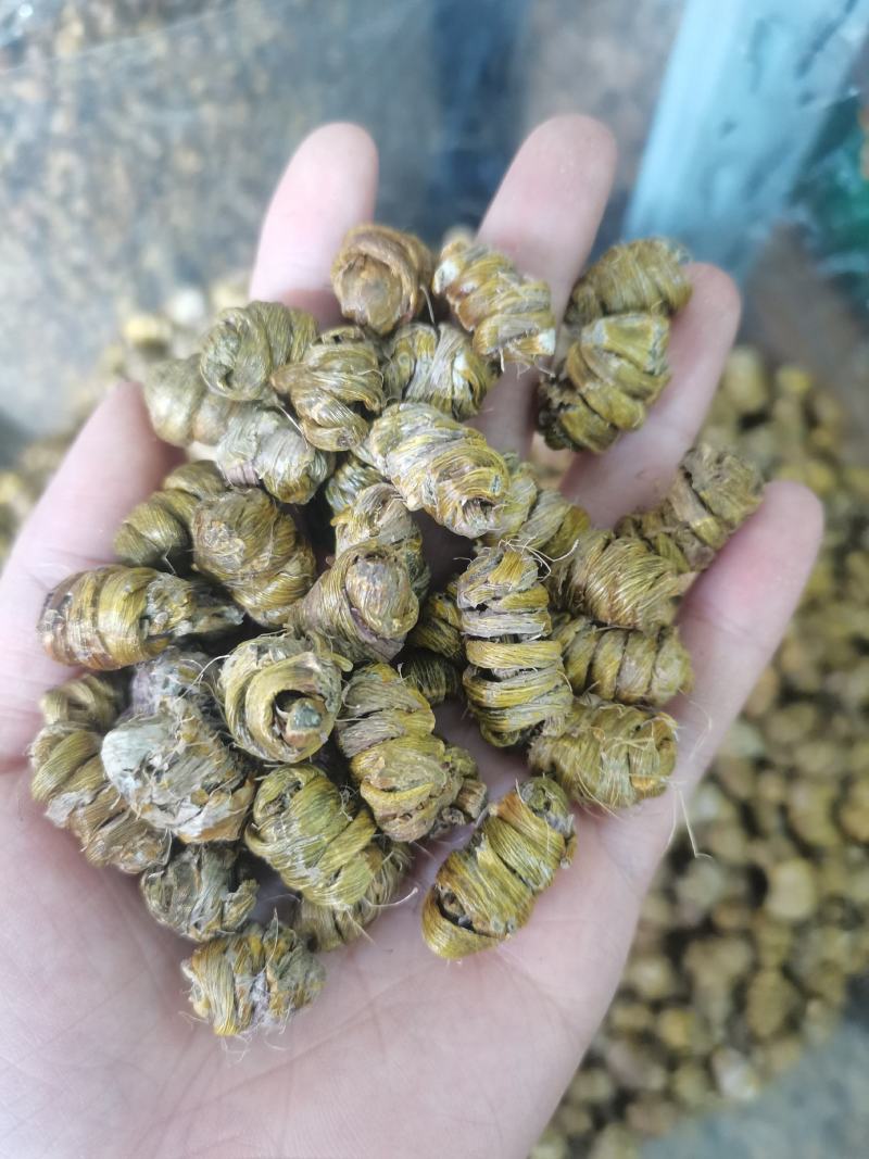 石斛铁皮石斛