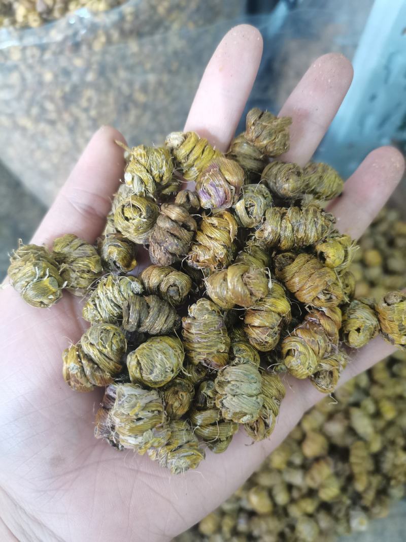 石斛铁皮石斛