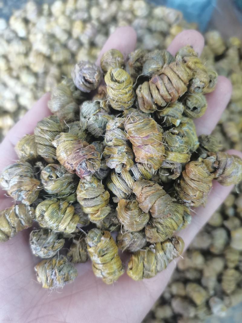 石斛铁皮石斛