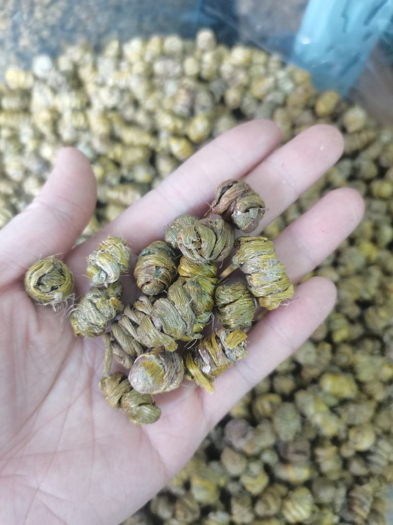 石斛铁皮石斛