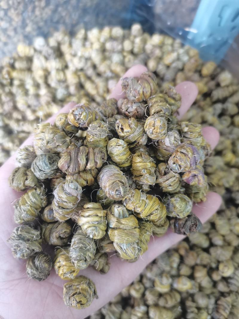 石斛铁皮石斛