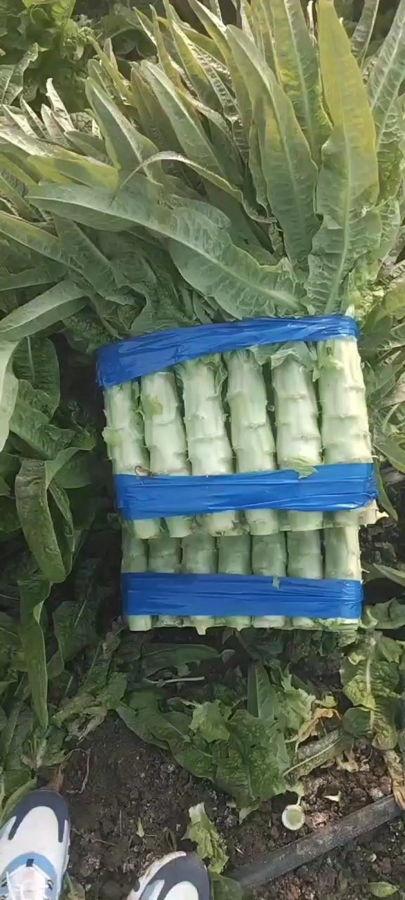 山东红莴苣红叶莴笋红尖叶莴笋基地直供无开花无空